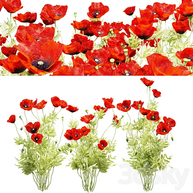 Poppy field 3DModel Poppy field 3DModel