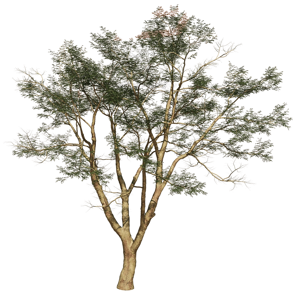 Porada – Vachellia Xanthophloea 01 01 3D Model