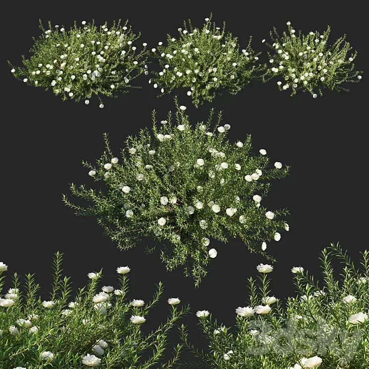 Portulaca grandiflora 02 3D Model