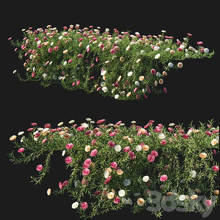 Portulaca grandiflora 05 3D Model Free Download