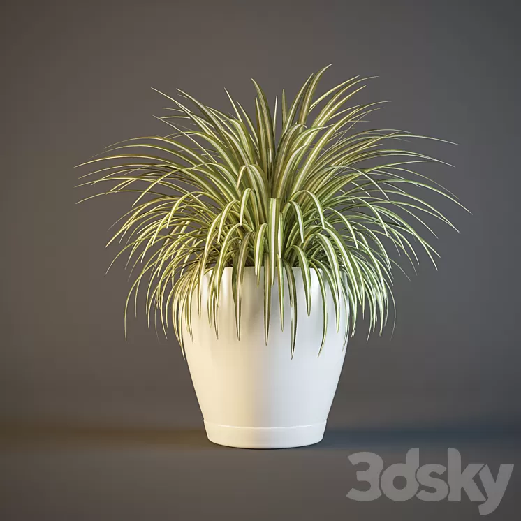 pot Chlorophytum 3D Model pot Chlorophytum 3D Model