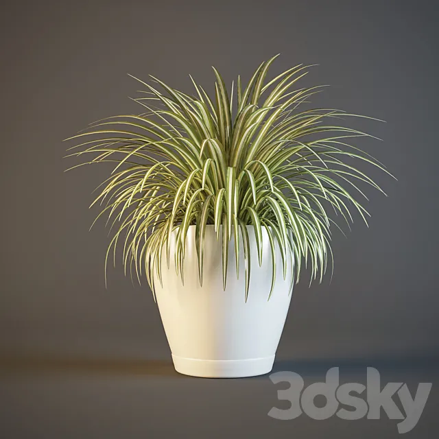 pot Chlorophytum 3DModel pot Chlorophytum 3DModel