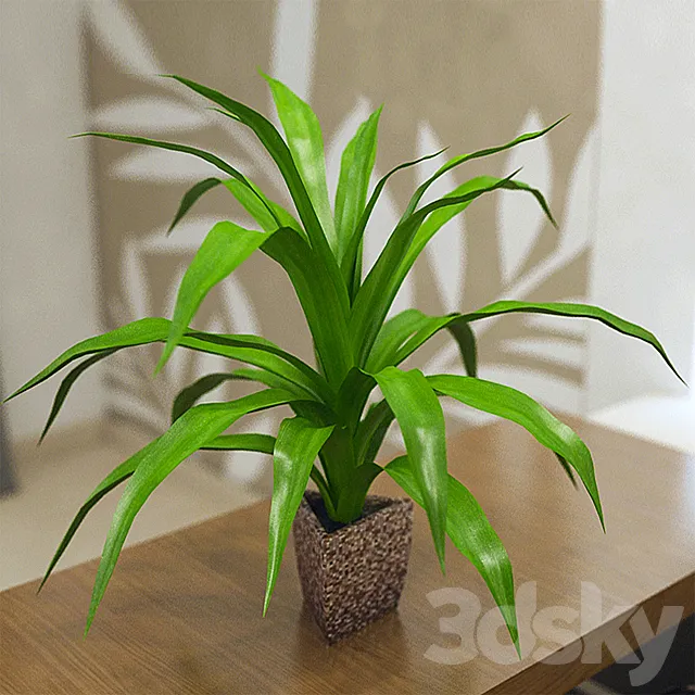 Pot dracaena 3DModel Pot dracaena 3DModel