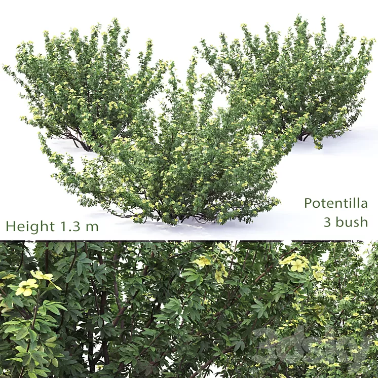 Potentilla bush # 1 3D Model Potentilla bush # 1 3D Model
