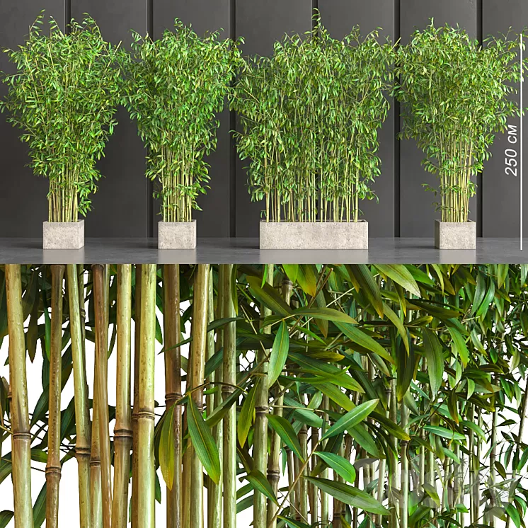potted bamboo 3D Model