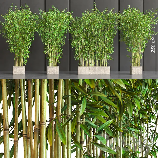 potted bamboo 3DModel potted bamboo 3DModel