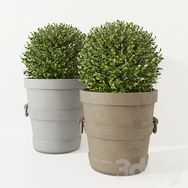 Potted Boxwood Restoration Hardware 3D Model Potted Boxwood Restoration Hardware 3D Model