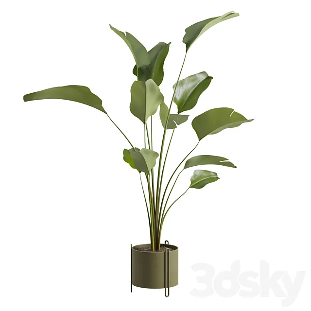 Potted Calathea Lutea 3D Model