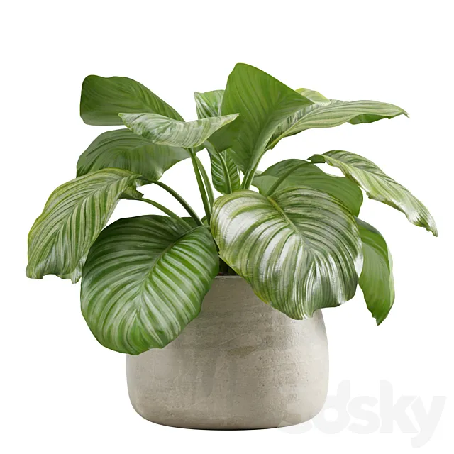 Potted calathea orbifolia 3D Model Potted calathea orbifolia 3D Model