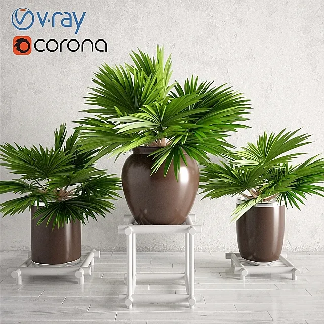 Potted Palm Plants Collection 003 3D Model Potted Palm Plants Collection 003 3D Model