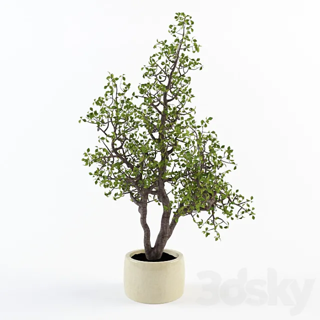 Potted plant 3D Model Potted plant 3D Model