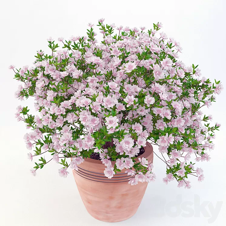 potted plant Azalea_001 3D Model