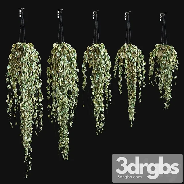 Potted plant on a chain Potted plant on a chain