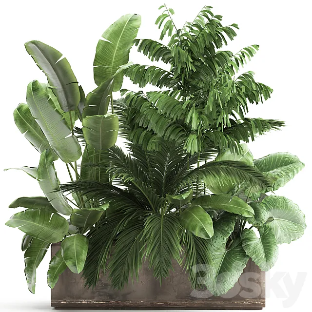Potted plants lush home garden with thickets banana palm strelitzia Alokasia . 919. 3D Model