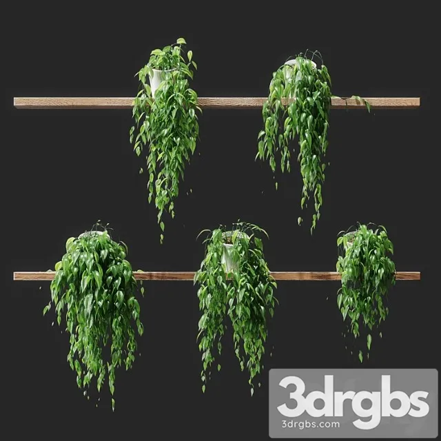 Potted plants on shelves Potted plants on shelves