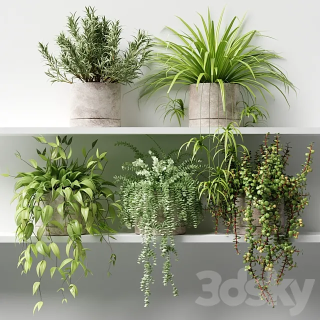 Potted plants on the shelf 3D Model