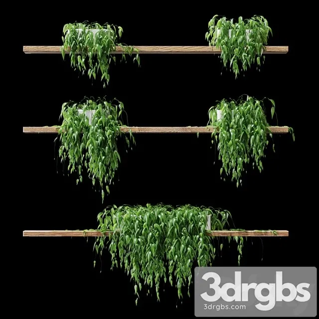 Potted plants on the shelves v2 Potted plants on the shelves v2