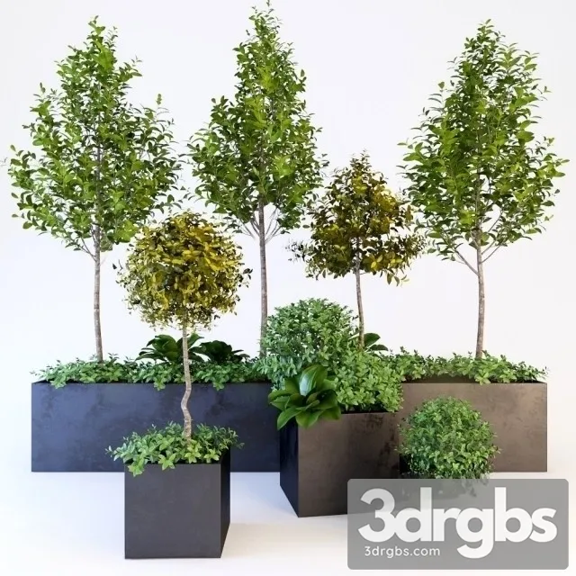 Potted Tree 3D Model Download