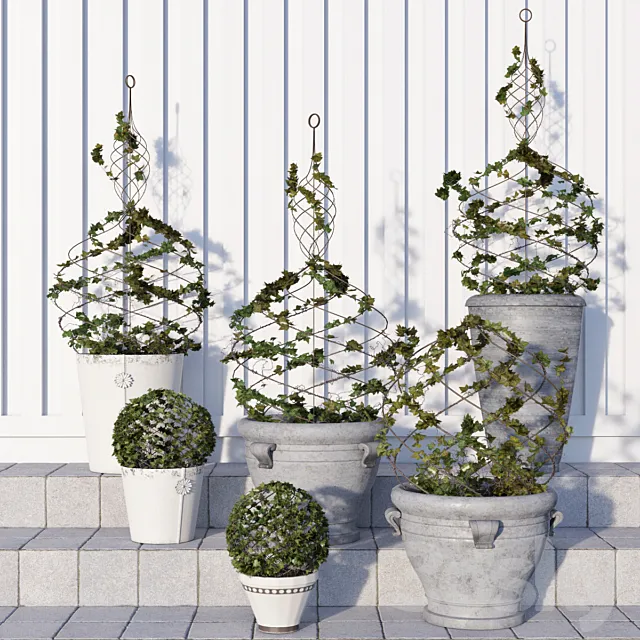 Pottery Barn _ Live Ivy Spiral Topiary 3DModel