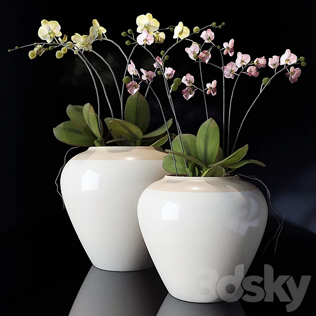 potterybarn. Orchid 3DModel potterybarn. Orchid 3DModel