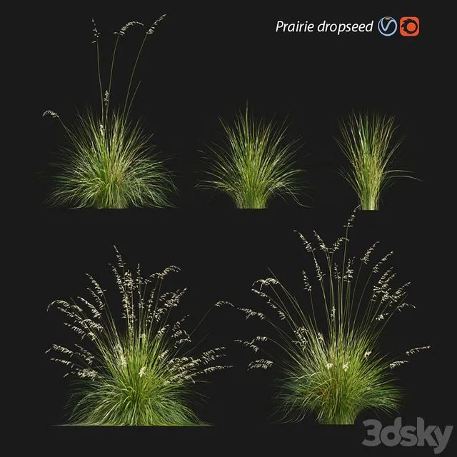 Prairie dropseed Sporobolus heterolepis 3D Model Prairie dropseed Sporobolus heterolepis 3D Model