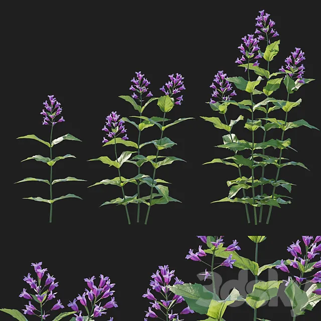 Prairie Penstemon pink 3D Model