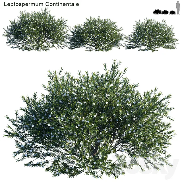 Prickly Tea-tree | Leptospermum Continentale # 1 3D Model