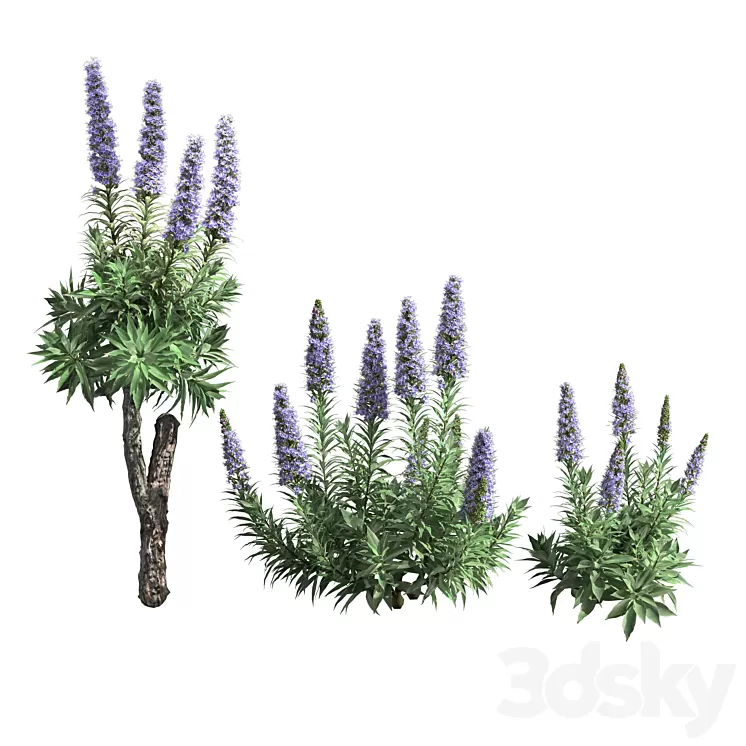 Pride of Madeira-Echium candicans 02 3D Model Free Download
