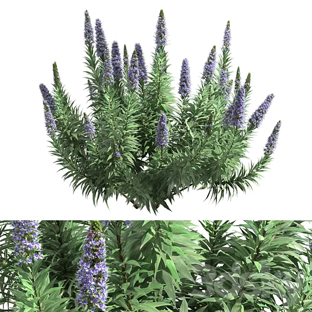Pride of Madeira – Echium candicans 3D Model