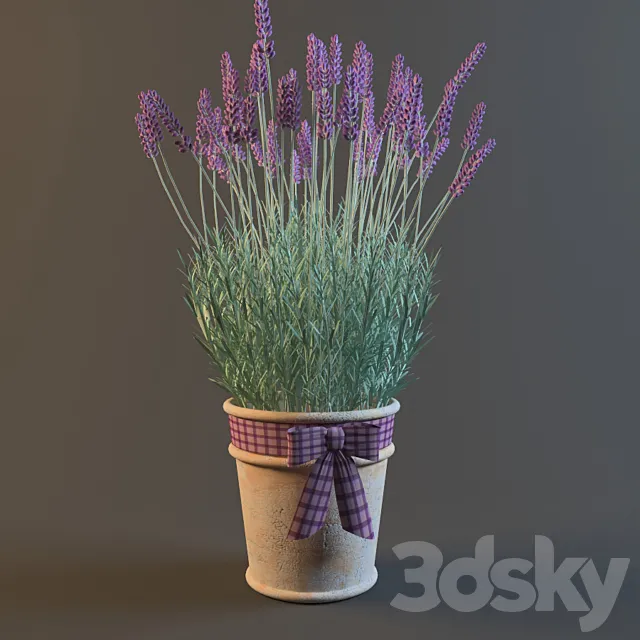PROFi Lavender 3DModel PROFi Lavender 3DModel