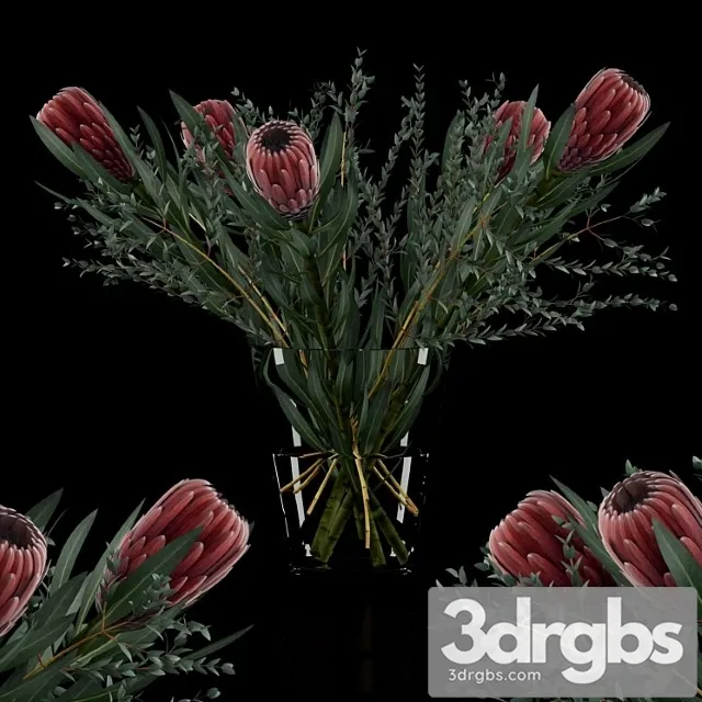 Protea & eucalyptus parvifolia Protea & eucalyptus parvifolia