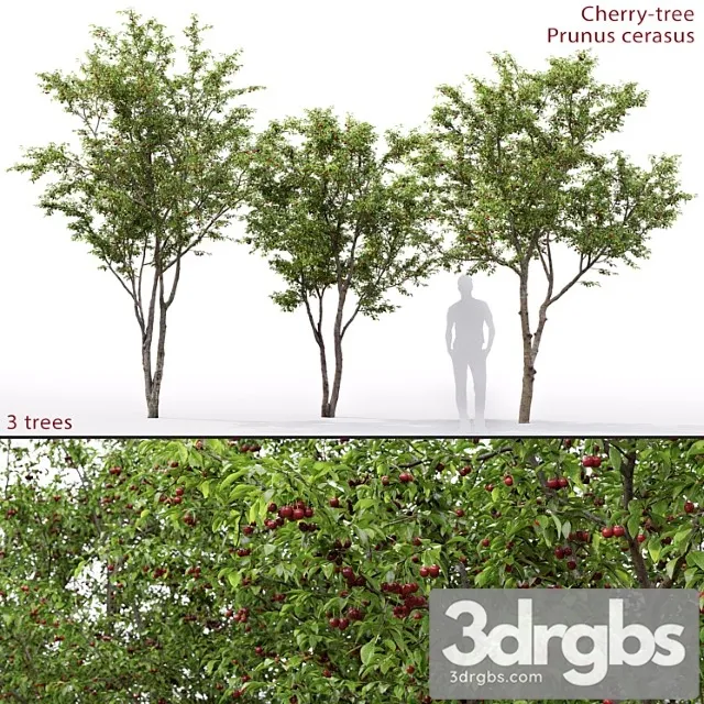 Prunus Cerasus Cherry Tree 1 1 3D Model Download