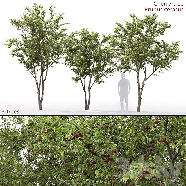 Prunus cerasus | Cherry-tree # 1 3D Model Prunus cerasus | Cherry-tree # 1 3D Model