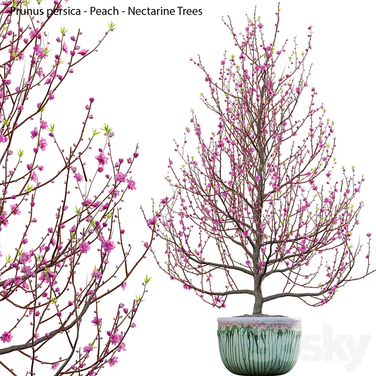 Prunus persica 3D Model Free Download