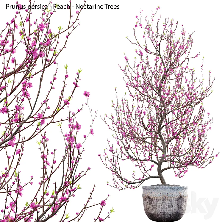 Prunus persica – Peach – Nectarine Trees – 01 3D Model Free Download
