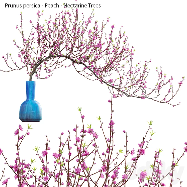 Prunus persica – Peach – Nectarine Trees – 04 3D Model Free Download
