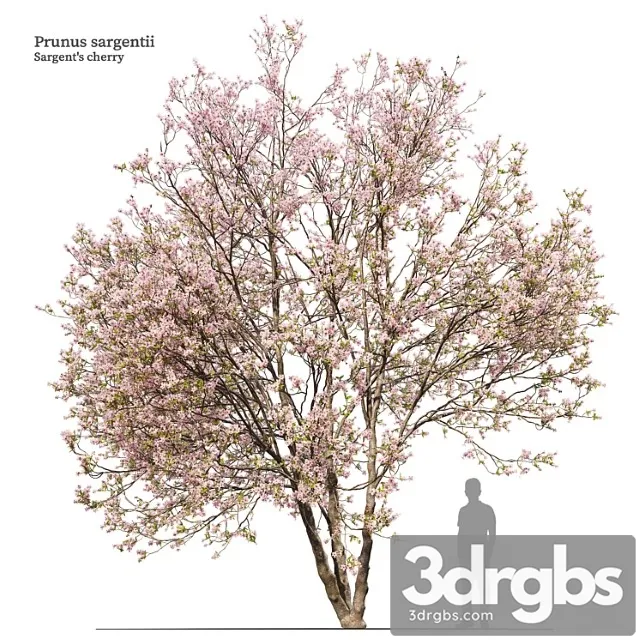 Prunus Sargentii 3D Model Download