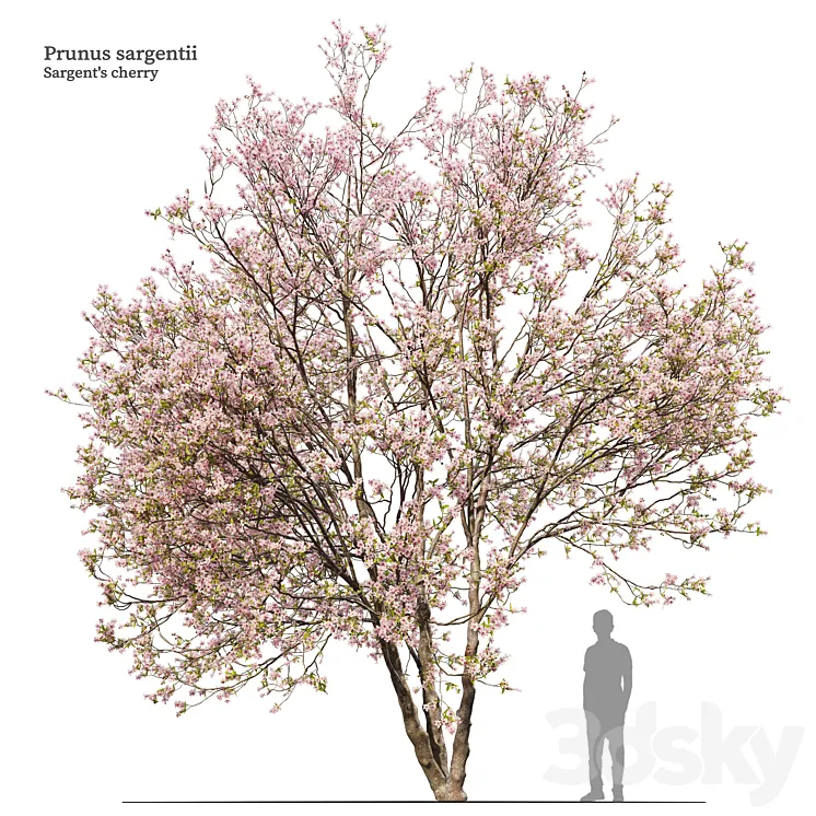 Prunus sargentii 3D Model Free Download