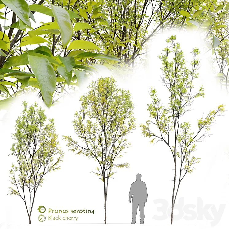 Prunus serotina 3D Model Free Download
