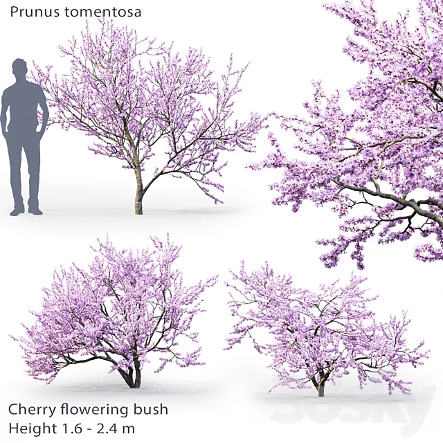Prunus tomentosa | Cherry flowering bush # 1 3D Model