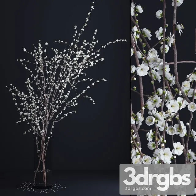 Prunus White Blossom 3D Model Download Prunus White Blossom 3D Model Download