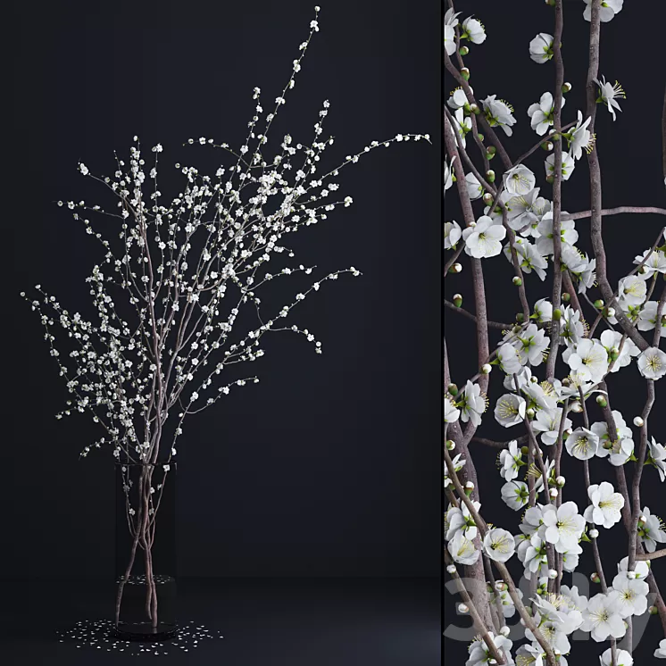 Prunus White Blossom 3D Model