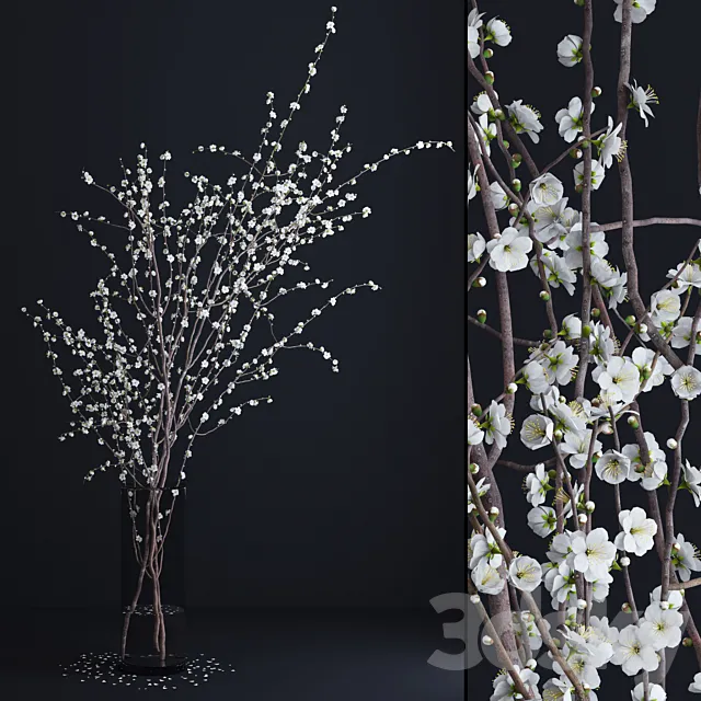Prunus White Blossom 3DModel