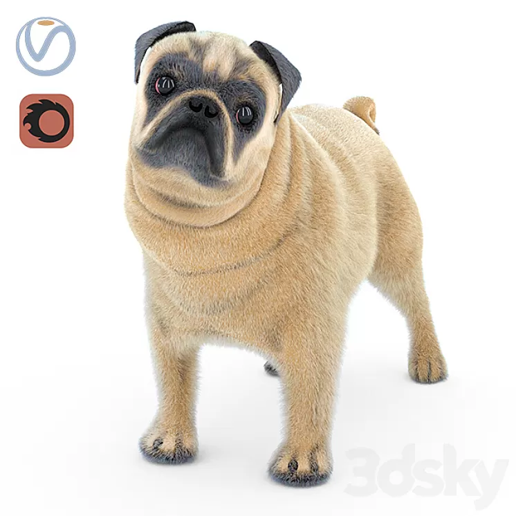 Pug 2 3D Model