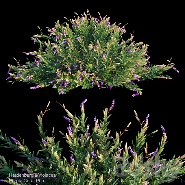 Purple coral pea 3D Model