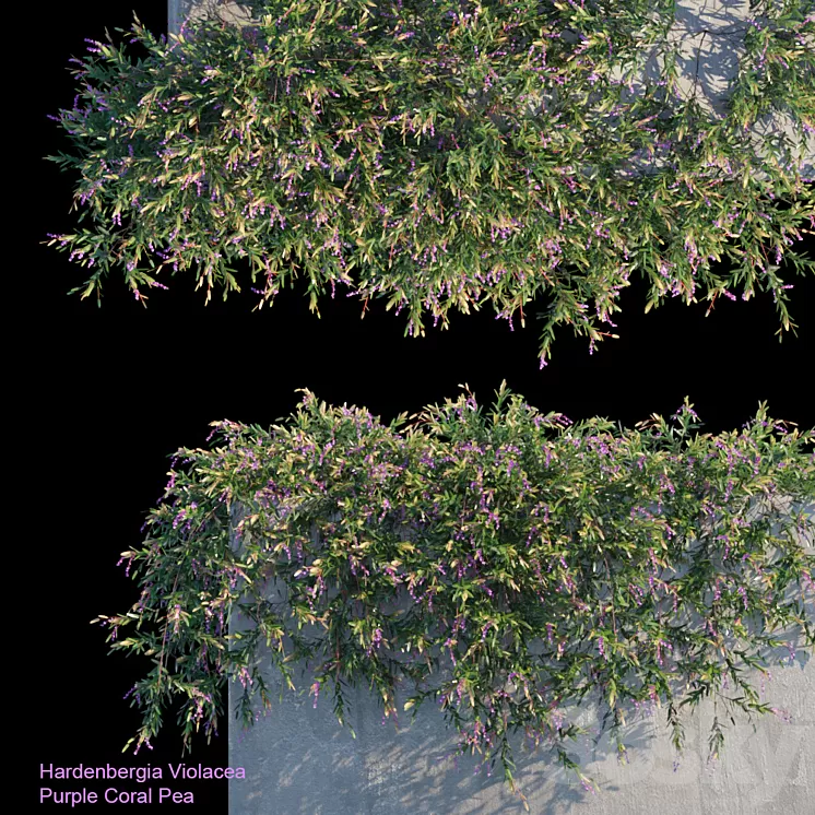 Purple Coral Pea Creeper 3D Model Purple Coral Pea Creeper 3D Model