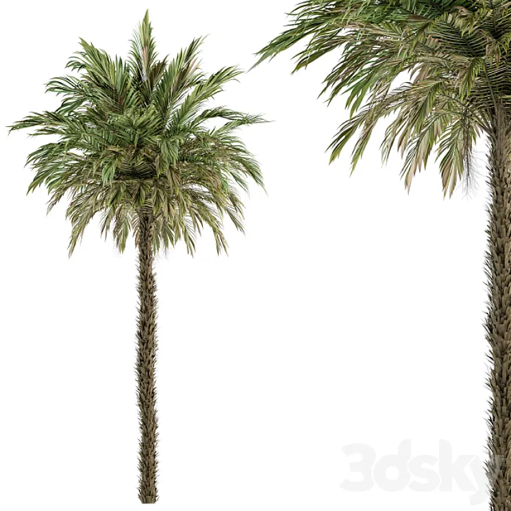 Pygmy Date Palm – Tree Set 51 3D Model Free Download