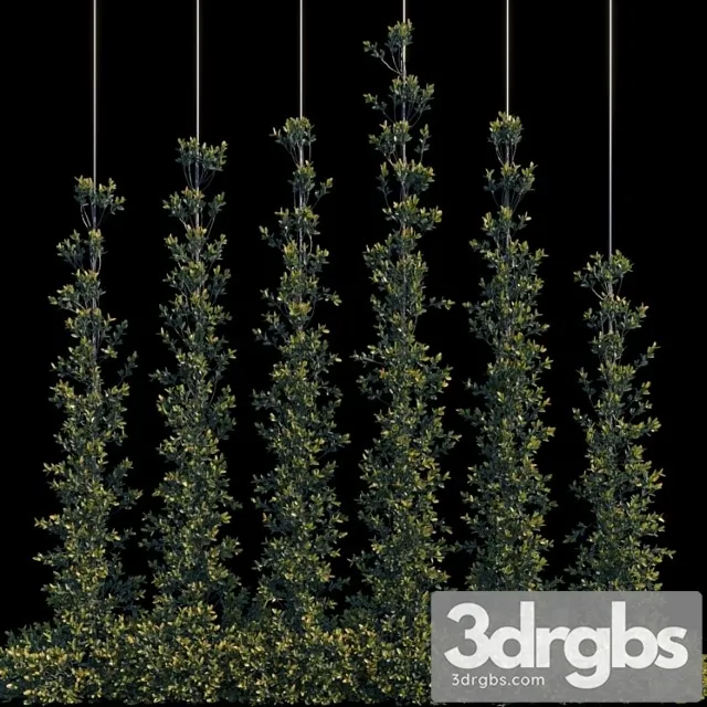 Pyracantha Firethorn Vertical Cordon 3D Model Download