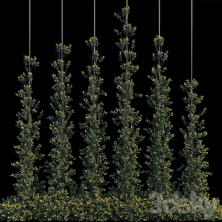 Pyracantha Firethorn vertical cordon 3D Model