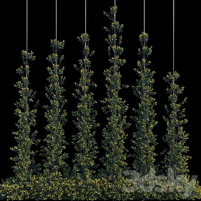 Pyracantha Firethorn vertical cordon 3DModel Pyracantha Firethorn vertical cordon 3DModel